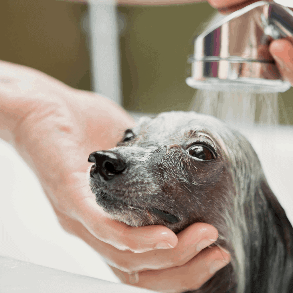 grey dog being rinsed