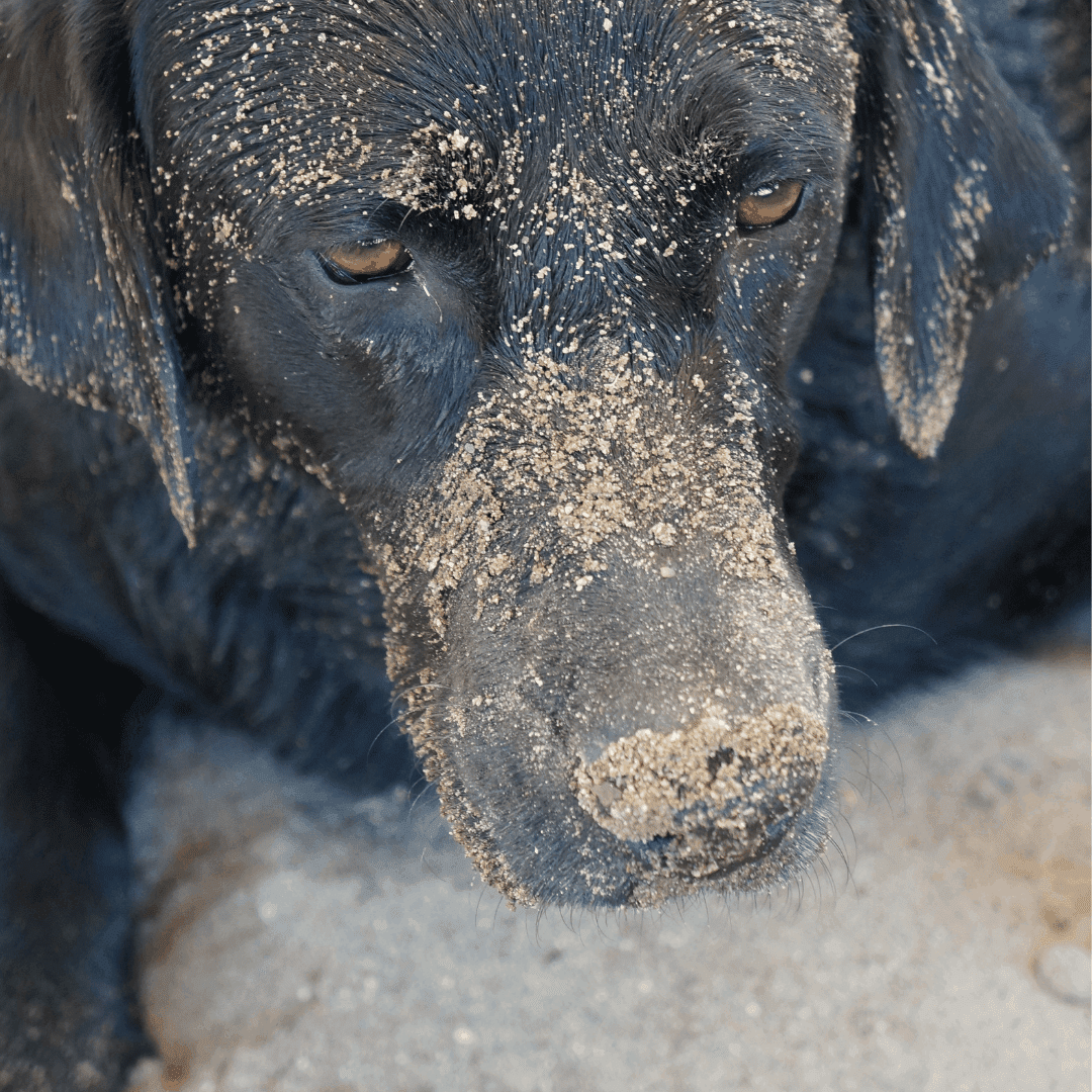 Black lab with sandy face.